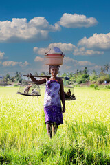 The Unidentified woman malagasy worker harvesting rice field in Madagascar.