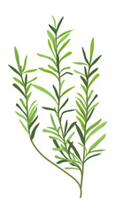 Grass or herb, natural and organic botany decor