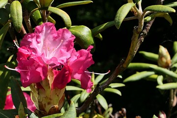 Beautiful pink Rhododendron flowers in full blossom growing in garden during spring season, early may. Extended stigmas are visible