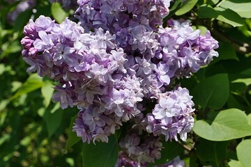 Fully developed flower cluster of Common Lilac plant, latin name Syringa Vulgaris, sunbathing in daylight sunshine, early july season. 