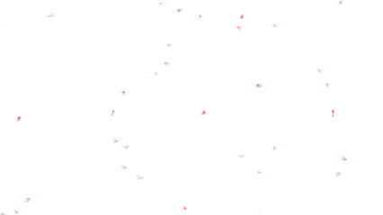 桜の花びら散る 背景素材 α素材