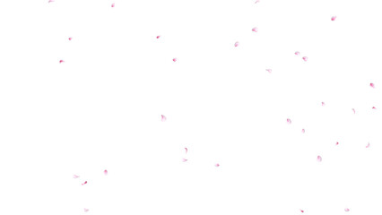 桜の花びら散る 背景素材 α素材