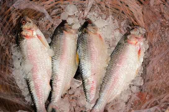 Fresh hilsa fish has been kept in ice for sale