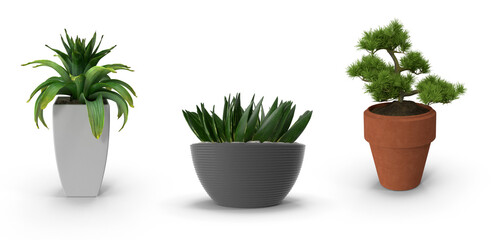 flower pot with plants for home decoration isolated on transparent background