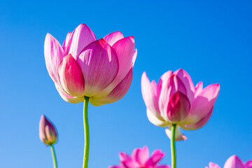 Obraz na płótnie Canvas pink lotus flowers