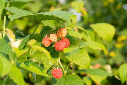 in the garden, raspberries are hanging on a bush, unripe, the leaves are infected,the plant is sick,the wrong fertilizer