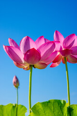 pink lotus flowers