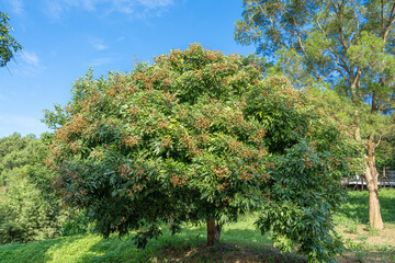 Fototapeta na wymiar Tropical fruits longan on the tree 