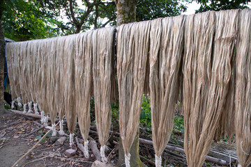 Fototapeta premium Golden wet raw jute fiber hanging under the sunlight for drying in Bangladesh