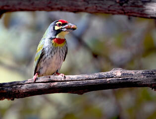 Copper smith barbet on the branch