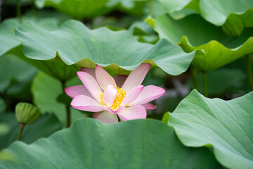 Fototapeta premium lotus flower blooming in summer pond with green leaves as background