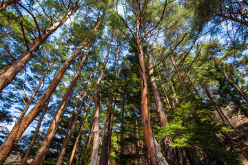 Pine tree winter forest on mountain look up view