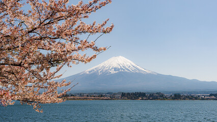 Mt. Fuji, Japan on Lake Kawaguchi during spring season with cherry blossoms.