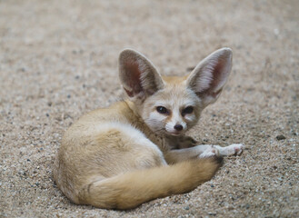 fennec fox (Vulpes zerda)