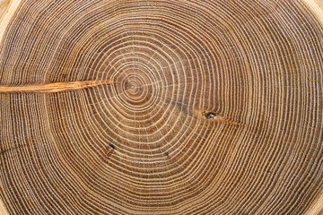 Fototapeta premium Tree. Cut wood circles with cracks
