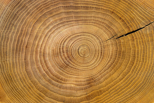 Tree. Texture of cut wood circles