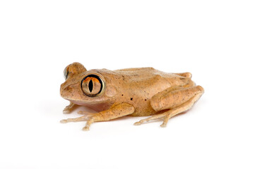 Tai forest tree frog // Tai Waldsteigerfrosch (Leptopelis occidentalis)