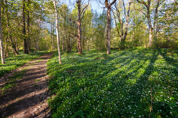 Beautiful view of white anemone flowers blossom in a lush forest at the Höckböleholmen nature reserve in Åland Islands, Finland, on a sunny day in spring.