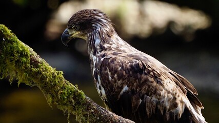 juvenile bald eagle