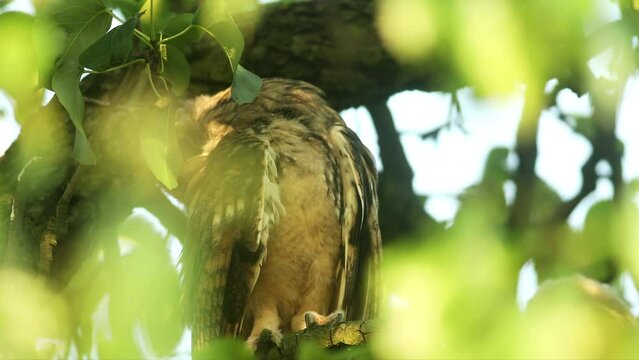 Close up feather care of young long eared owl (Asio otus) scratching by claws on itching body part by growing plumage on branch in crown. Wildlife calm portrait of bird in natural habitat background.