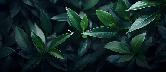 Fototapeta na wymiar beautiful green plant background banner with a touch of luxury