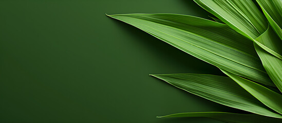 Plant background material, nature background, green leaves, close-up, banner