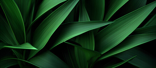 Plant background material, nature background, green leaves, close-up, banner