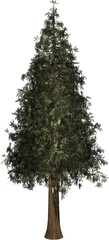 Fototapeta premium Sequoia, Christmas tree