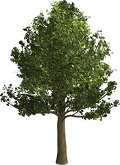 Ginkgo tree illustration material