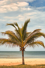 Coconut trees by the sea against a clear sky