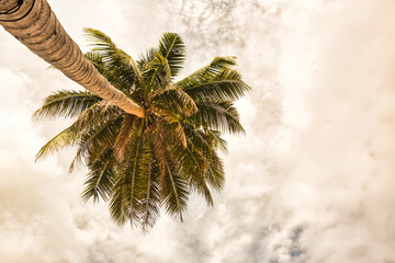 Coconut trees by the sea against a clear sky