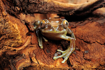 Millson's Tree Frog, Niger forest treefrog // Brauner Waldsteiger (Leptopelis millsoni) 