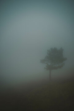A pine tree in the mist