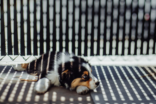 black tricolor australian shepperd puppy sleeping outside