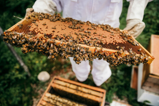 beekeeper inspecting her hives full of bees