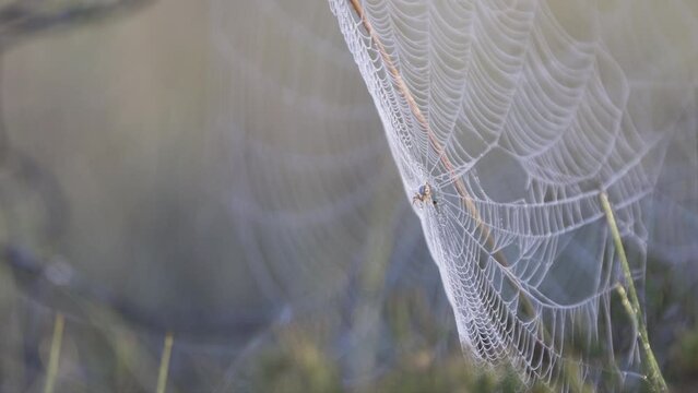 Slow motion shot of a spider in its spider web drinking from a water droplet and eventually dropping it