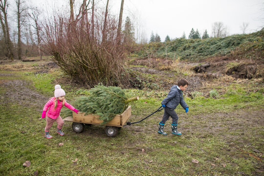 Brother and sister work together, pulling wagon, Christmas Tree