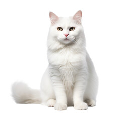 white cat isolated