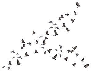 flying birds formation of pigeons many  isolated for backgound - obrazy, fototapety, plakaty