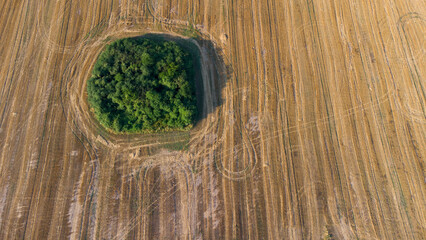 Trees spot inside harvested agricultural field © Tsenko