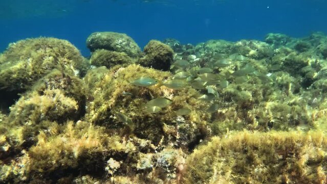 underwater footage of the crystal clear Caribbean sea of Calabria with its fish and seabed with poseidonia