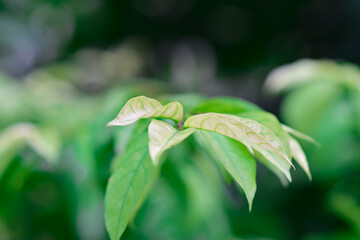 The top of the leaf is soft in the rainy season.