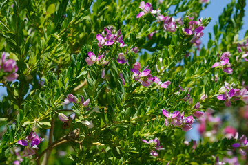 Polygala myrtifolia, the myrtle-leaf milkwort, is an evergreen shrub or small tree