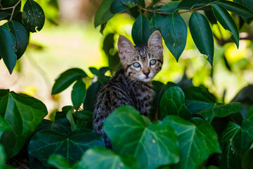 A cute gray kitten among the green leaves