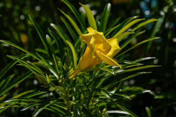 Tevetia ( Latin Thevētia ) is a genus of flowering plants in the Kutrovye family ( Apocynaceae )....