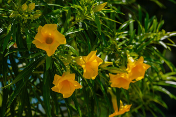 Tevetia ( Latin Thevētia ) is a genus of flowering plants in the Kutrovye family ( Apocynaceae )....
