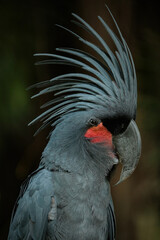 closeup Palm cockatoo © Riadi