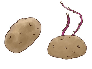 ジャガイモのイラスト素材