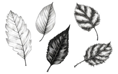 set vector illustration autumn leaf elements coloring book on black and white colors isolated on white background