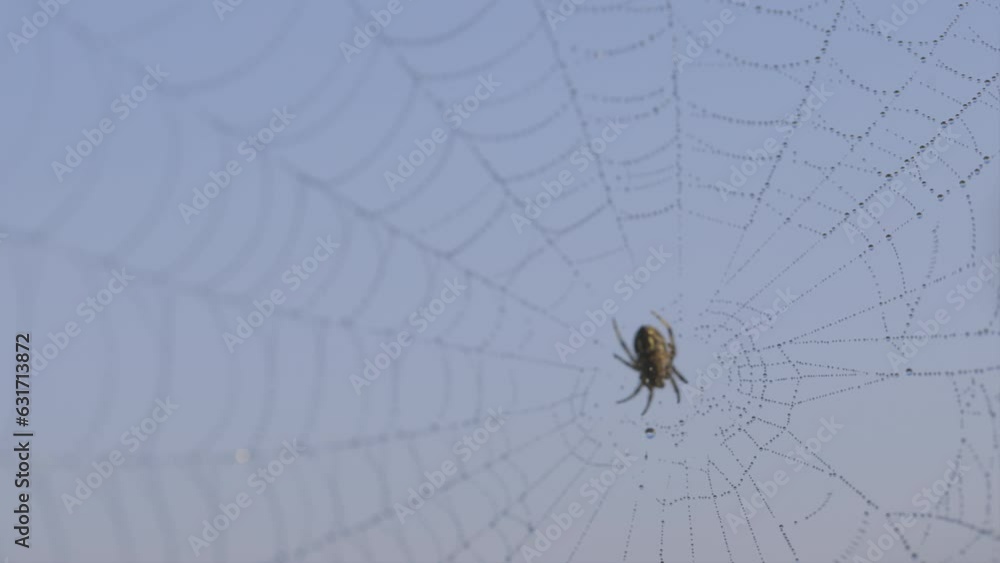 Wall mural slow motion video of a large spider swinging in its large net covered in dew having a blue sky as a 